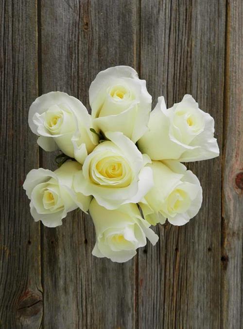 BLIZZARD  WHITE ROSES